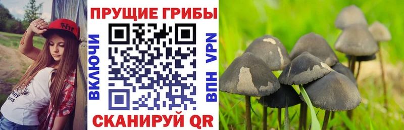 Галлюциногенные грибы Psilocybe  Купить закладки  Нижняя Салда 